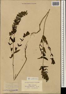 Rhinanthus pumilus (Sterneck) Soldano, Кавказ, Ставропольский край, Карачаево-Черкесия, Кабардино-Балкария (K1b) (Россия)