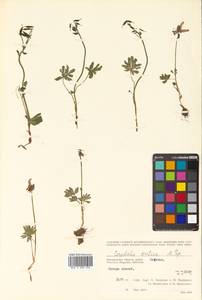 Corydalis arctica subsp. arctica, Сибирь, Чукотка и Камчатка (S7) (Россия)