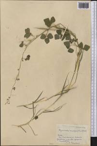 Rhynchosia swartzii (Vail)Urb., Америка (AMER) (Куба)