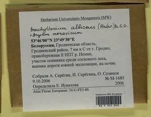 Brachythecium albicans (Hedw.) Schimp., Гербарий мохообразных, Мхи - Белоруссия (B2) (Белоруссия)