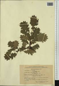 Дуб пушистый Willd., Западная Европа (EUR) (Румыния)