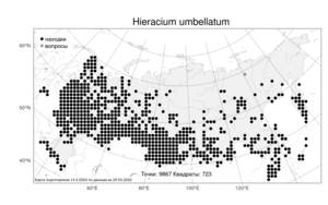 Hieracium umbellatum, Ястребинка зонтичная L., Атлас флоры России (FLORUS) (Россия)