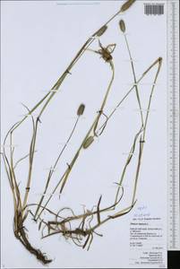 Тимофеевка альпийская L., Сибирь, Чукотка и Камчатка (S7) (Россия)