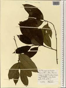 Olea capensis L., Африка (AFR) (Эфиопия)