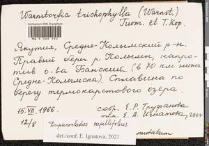 Drepanocladus capillifolius (Warnst.) Warnst., Гербарий мохообразных, Мхи - Якутия (B19) (Россия)