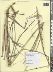 Волоснец кистистый, Колосняк кистистый (Lam.) Tzvelev, Кавказ, Краснодарский край и Адыгея (K1a) (Россия)