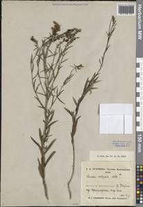 Льнянка обыкновенная Mill., Сибирь, Центральная Сибирь (S3) (Россия)