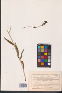 Picris japonica subsp. japonica, Сибирь, Дальний Восток (S6) (Россия)