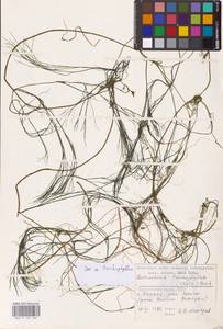 Лютик, Восточная Европа, Литва (E2a) (Литва)