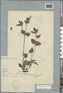 Silene dioica subsp. dioica, Восточная Европа, Эстония (E2c) (Эстония)