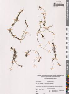 Пузырчатка средняя  Hayne, Сибирь, Чукотка и Камчатка (S7) (Россия)
