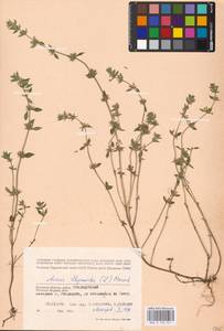 MHA 0 156 521, Пахучка полевая, Щебрушка полевая (L.) Kuntze, Восточная Европа, Западный район (E3) (Россия)