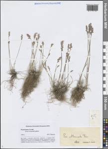 Мятлик оттянутый Trin., Сибирь, Алтай и Саяны (S2) (Россия)