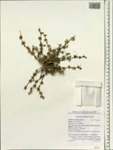 Trigonella stellata Forssk., Зарубежная Азия (ASIA) (Израиль)