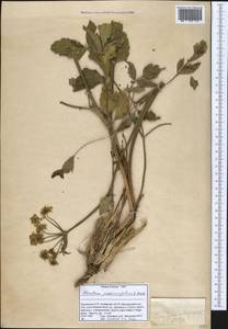 Борщевик пастернаколистный K.Koch, Кавказ, Грузия (K4) (Грузия)