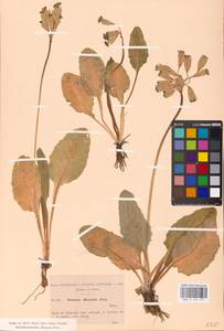 Первоцвет весенний L., Западная Европа (EUR) (Испания)