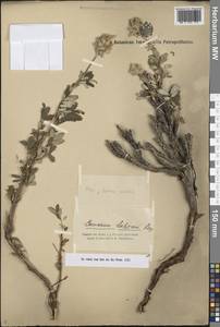 Farinopsis salesoviana (Stephan) Chrtek & Soják, Средняя Азия и Казахстан, Северный и Центральный Тянь-Шань (M4) (Киргизия)