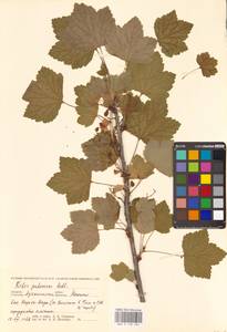 Смородина колосистая E.Robson, Восточная Европа, Северный район (E1) (Россия)