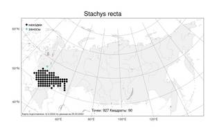 Stachys recta, Чистец прямой L., Атлас флоры России (FLORUS) (Россия)