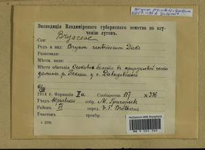 Ptychostomum pseudotriquetrum (Hedw.) J.R. Spence & H.P. Ramsay, Гербарий мохообразных, Мхи - Центральное Нечерноземье (B6) (Россия)