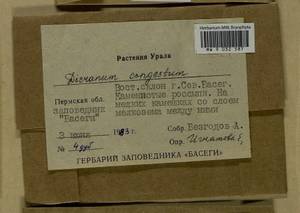 Dicranum flexicaule Brid., Гербарий мохообразных, Мхи - Пермский край, Удмуртия, Свердловская и Кировская области (B8) (Россия)