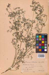 Дымянка Шлейхера Soy.-Will., Восточная Европа, Центральный лесостепной район (E6) (Россия)