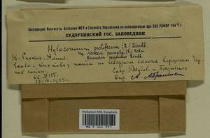 Hylocomium splendens (Hedw.) Schimp., Гербарий мохообразных, Мхи - Дальний Восток (без Чукотки и Камчатки) (B20) (Россия)