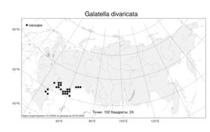 Galatella divaricata, Солонечник растопыренный (Fisch. ex M. Bieb.) Novopokr., Атлас флоры России (FLORUS) (Россия)