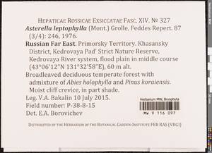 Asterella leptophylla (Mont.) Grolle, Гербарий мохообразных, Мхи - Дальний Восток (без Чукотки и Камчатки) (B20) (Россия)