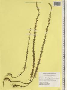 Sedobassia sedoides (Pall.) Freitag & G. Kadereit, Восточная Европа, Восточный район (E10) (Россия)