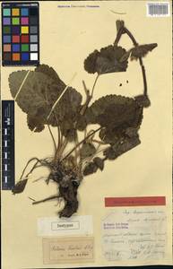 Phlomoides vavilovii (Popov) Adylov, Kamelin & Makhm., Средняя Азия и Казахстан, Западный Тянь-Шань и Каратау (M3) (Киргизия)