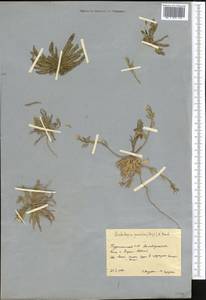 Sisymbrium pumilum Stephan, Средняя Азия и Казахстан, Копетдаг, Бадхыз, Малый и Большой Балхан (M1) (Туркмения)