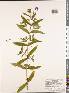 Кипрей волосистый, Кипрей мохнатый L., Восточная Европа, Центральный район (E4) (Россия)