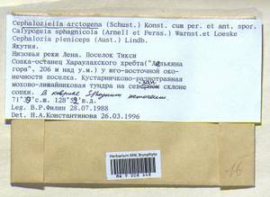 Cephaloziella arctogena (R.M. Schust.) Konstant., Гербарий мохообразных, Мхи - Якутия (B19) (Россия)
