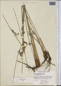 Juncus balticus subsp. littoralis (Engelm.) Snogerup, Америка (AMER) (Канада)