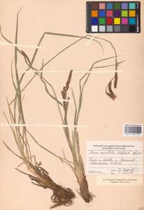 Осока водяная Wahlenb., Восточная Европа, Северо-Западный район (E2) (Россия)