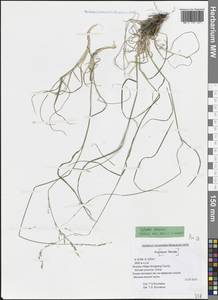 Мятлик, Зарубежная Азия (ASIA) (КНР)