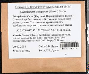 Conostomum tetragonum (Hedw.) Lindb., Гербарий мохообразных, Мхи - Якутия (B19) (Россия)