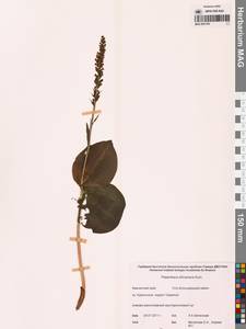 Platanthera chorisiana var. elata Finet, Сибирь, Чукотка и Камчатка (S7) (Россия)