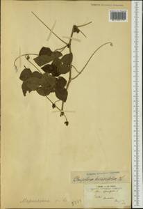 Passiflora ciliata var. hibiscifolia (Lam.) Vanderpl., Австралия и Океания (AUSTR) (Французская Полинезия)