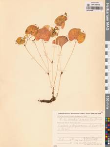 Фиалка, Сибирь, Чукотка и Камчатка (S7) (Россия)