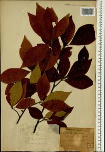 Lindera sericea (Sieb. & Zucc.) Bl., Зарубежная Азия (ASIA) (Япония)