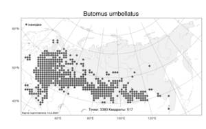 Butomus umbellatus, Сусак зонтичный L., Атлас флоры России (FLORUS) (Россия)