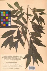 Ива кангинская Nakai, Сибирь, Дальний Восток (S6) (Россия)