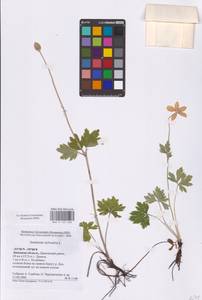 Ветреница лесная L., Восточная Европа, Центральный лесостепной район (E6) (Россия)