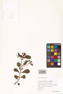 Очиток гибридный (L.) 't Hart, Восточная Европа, Северо-Западный район (E2) (Россия)