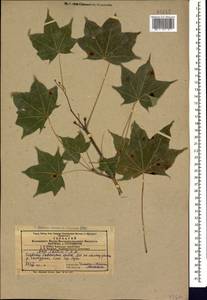 Клен каппадокийский, Кавказ, Азербайджан (K6) (Азербайджан)