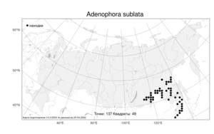 Adenophora sublata, Бубенчик широковатый Kom., Атлас флоры России (FLORUS) (Россия)