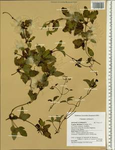 Clematis cirrhosa L., Зарубежная Азия (ASIA) (Кипр)