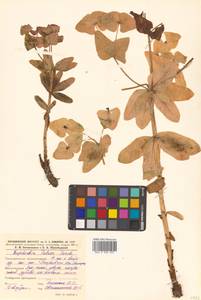 Euphorbia hylonoma Hand.-Mazz., Сибирь, Дальний Восток (S6) (Россия)